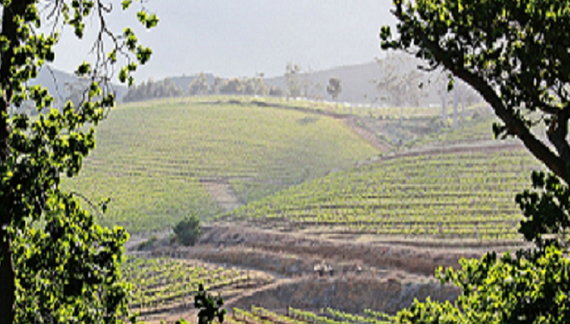 Expérience des Vignobles de Constantia - Photo 2